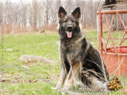 JnL Pocono Shilohs Ivy