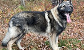 ODIN